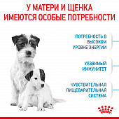 Royal Canin Mini Starter корм для щенков мелких размеров до 2-х месяцев, беременных и...