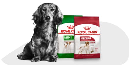 Собака рядом с кормом Royal Canin.