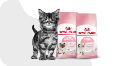 Котёнок рядом с кормом Royal Canin.