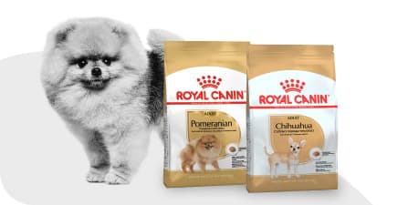 Собака рядом с кормом Royal Canin.