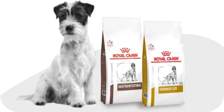 Собака рядом с кормом Royal Canin.