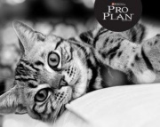Скидка до 50% на корма для кошек марки Purina Pro Plan!