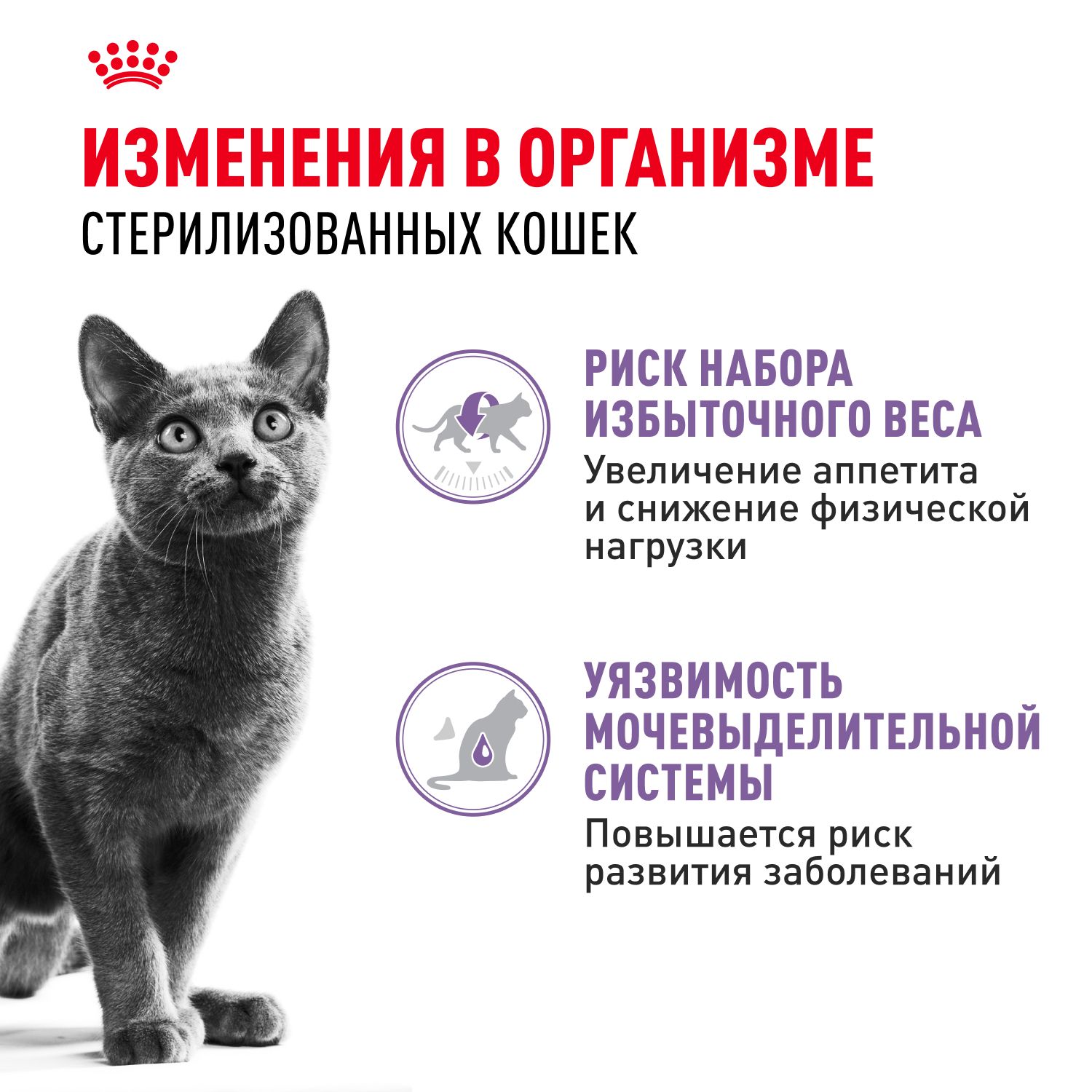 Корм консервированный Royal Canin Sterilised для взрослых кошек в желе