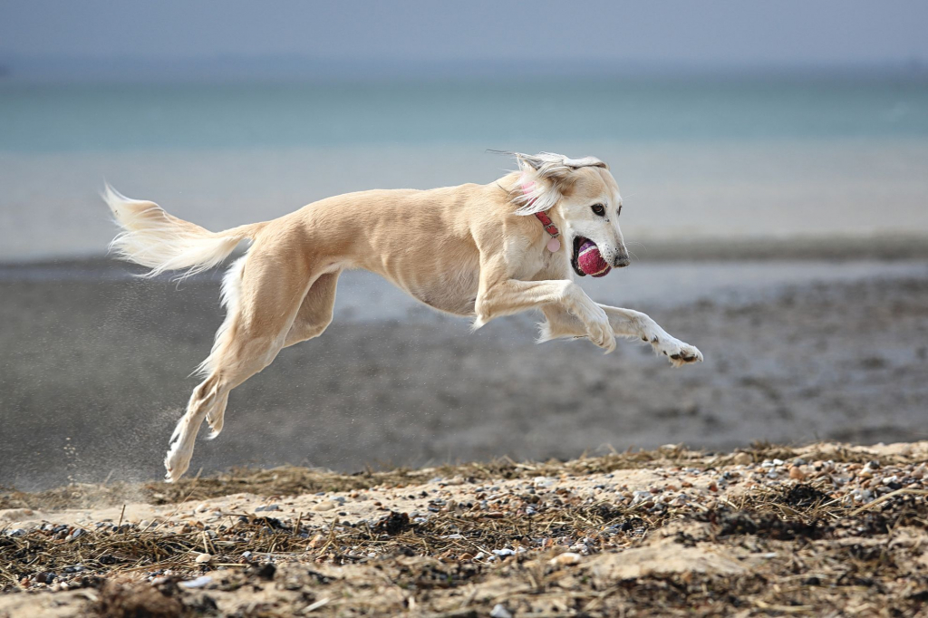 Eukanuba_-_Market_Image_-_Getty_Images_655745200CMYK_Med._Res.___Basic_94093.jpg