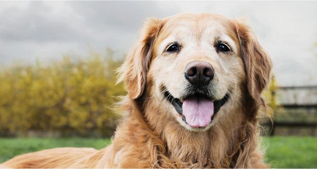 ANZ_EUK_HUB_Senior_Outdoor_Golden_Retriever_master_Med._Res.___Basic_503340.jpg