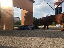 Дегустация в зоомагазине «Динозаврик» (Ул.Снежная, д.16к6)!