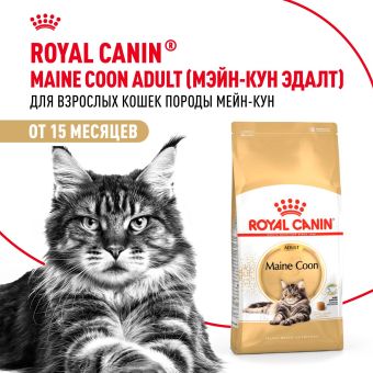Корм для кошек Royal Canin Maine Coon Adult Корм сухой сбалансированный для взрослых кошек породы Мэйн Кун