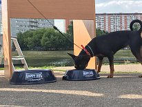 Дегустация в зоомагазине «Динозаврик» (Ул.Снежная, д.16к6)!