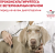 Корм Royal Canin Urinary S/O Small Dog USD 20 для собак малых пород при МКБ и заболеваниях МВС Корм Royal Canin Urinary S/O Small Dog USD 20 для собак малых пород при МКБ и заболеваниях МВС