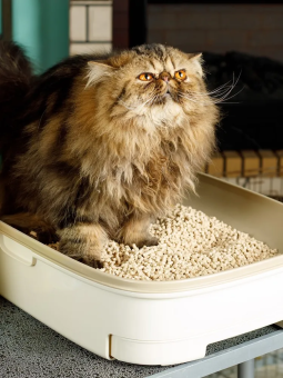 Комкующийся наполнитель Japan Premium Pet для смывания в туалет из белого кедра (хинока)