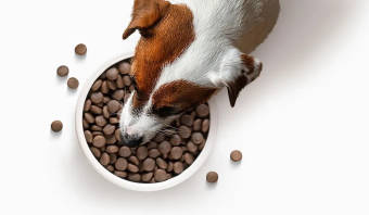 Корм Premier Dog Turkey Adult Medium для собак средних пород со свежим мясом индейки