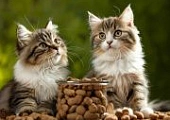 Скидка 12% на все зоотовары в интернет-магазине "Динозаврик"!