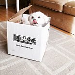 Рубрика «Дино дня!». Присоединяйтесь и вы к нам!