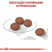 Royal Canin Mini Digestive Care корм сухой для взрослых собак мелких размеров с...