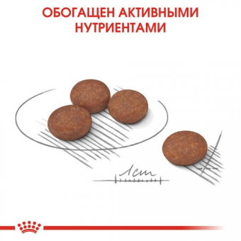 Royal Canin Mini Digestive Care корм сухой для взрослых собак мелких размеров с чувствительным пищеварением