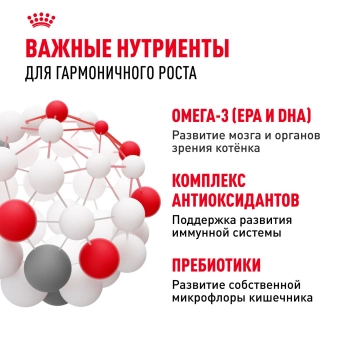 Royal Canin Kitten корм сухой сбалансированный для котят в период второй фазы роста до 12 месяцев