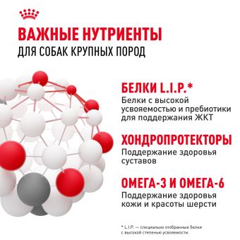Корм сухой Royal Canin Maxi Adult для взрослых собак крупных размеров