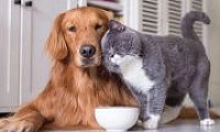 Скидки до 10% на супер-премиальные корма Best Dinner, Happy Cat, Happy Dog, Орико и Edel!