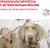 Корм Royal Canin Skin Care Small Dog диета для собак весом до 10 кг при дерматозах