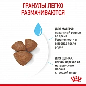 Royal Canin Mini Starter корм для щенков мелких размеров до 2-х месяцев, беременных и кормящих сук