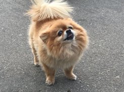 Дегустация в зоомагазине «Динозаврик» (Ул.Снежная, д.16к6)!