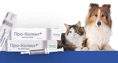 Скидка 20% на пробиотик для кошек и собак Pro-Kolin!