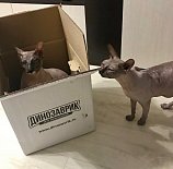 Рубрика «Дино дня!». Присоединяйтесь и вы к нам!