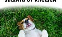 Защити питомца от клещей!