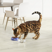 Сухой Корм Cat Chow Adult Sensitive для кошек с чувствительным пищеварением с лососем и птицей ПРОМОПАК