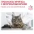 Корм Royal Canin Mature Consult для кошек старше 7 лет без выраженных признаков старения Корм Royal Canin Mature Consult для кошек старше 7 лет без выраженных признаков старения