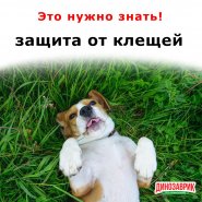 Защити питомца от клещей!