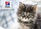 Скидка 20% на корм для котят Hill's Science Plan!