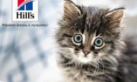 Скидка 20% на корм для котят Hill's Science Plan!