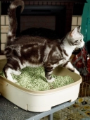 Комкующийся наполнитель Japan Premium Pet с зелёным горошком и экстрактом бамбука и...