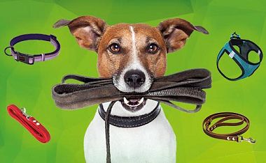 Распродажа амуниции в зоомагазинах "Динозаврик"!