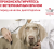 Корм Royal Canin Mobility C2P+ для собак при заболеваниях опорно-двигательного аппарата