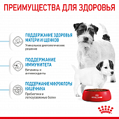 Royal Canin Mini Starter корм для щенков мелких размеров до 2-х месяцев, беременных и кормящих сук