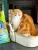 Комкующийся наполнитель Japan Premium Pet с кокосовым молоком и экстрактом бамбука и японского чая Комкующийся наполнитель Japan Premium Pet с кокосовым молоком и экстрактом бамбука и японского чая