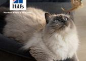 Скидка 20% на корма для стерилизованных кошек и котят Hill's Science Plan!