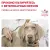 Royal Canin Hypoallergenic Small Dog Canine корм сухой диетический для взрослых собак при пищевой аллергии Royal Canin Hypoallergenic Small Dog Canine корм сухой диетический для взрослых собак при пищевой аллергии
