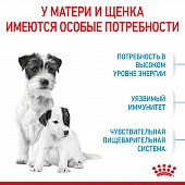 Royal Canin Mini Starter корм для щенков мелких размеров до 2-х месяцев, беременных и...