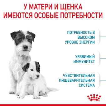 Royal Canin Mini Starter корм для щенков мелких размеров до 2-х месяцев, беременных и кормящих сук