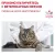 Royal Canin Gastrointestinal Moderate Calorie GIM 35 Feline корм сухой для кошек при расстройствах пищеварения Royal Canin Gastrointestinal Moderate Calorie GIM 35 Feline корм сухой для кошек при расстройствах пищеварения