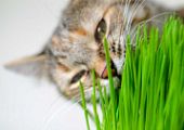 НОВИНКА! Свежая травка для кошек теперь в интернет-магазине!